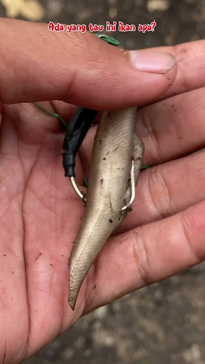 MONSTER FISH HUNTING USING TOY BAIT IN A RIVER THAT HAS DRYED UP😅 #192 #bocahpecicilan