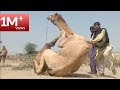 Camel (f) falls down on earth during his first breed | Camel weakness |