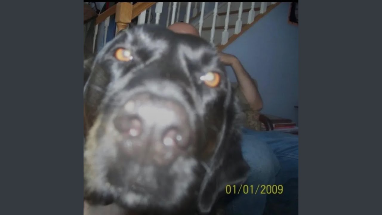 Guarda black lab su YouTube Guarda black lab su YouTube