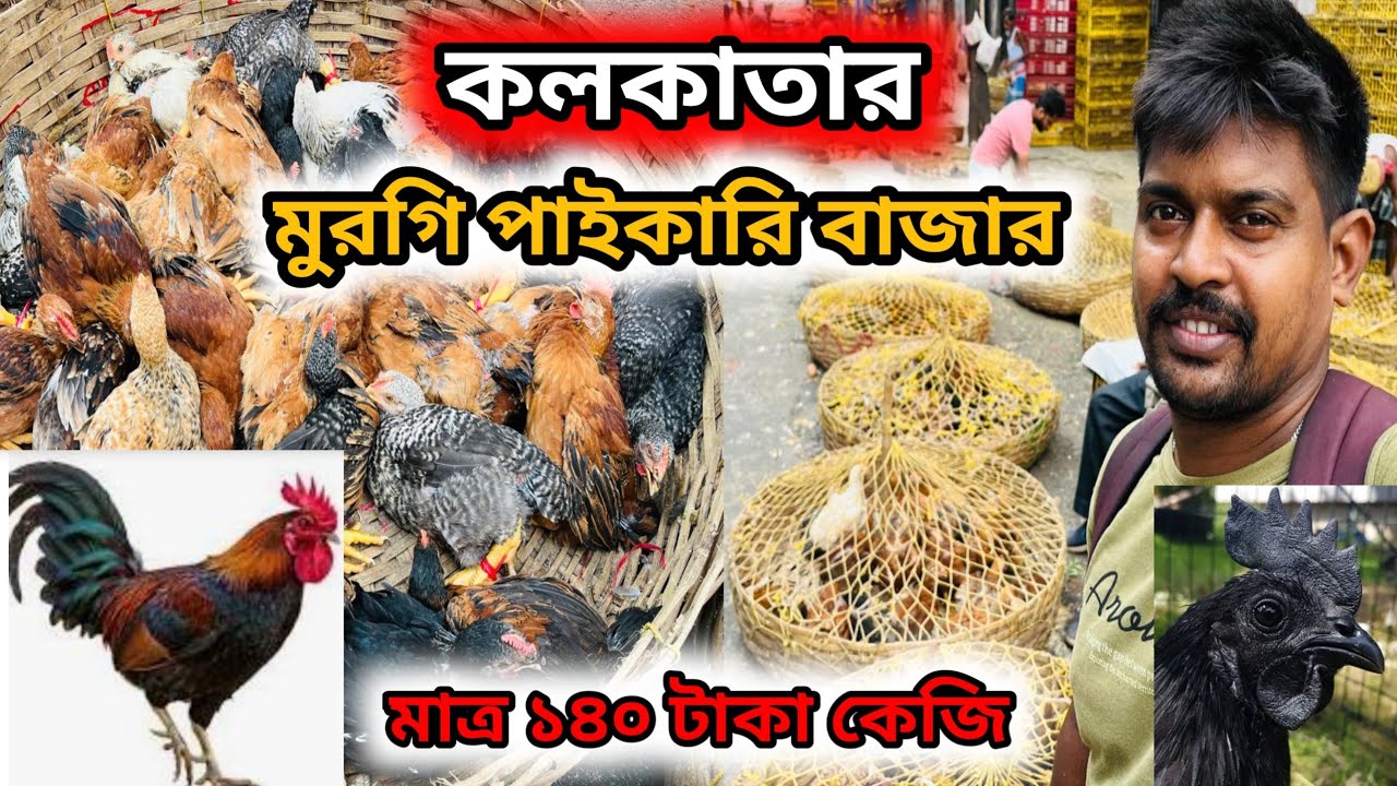 কলকাতার ব্রয়লার দিসি কক মুরগির পাইকারি বাজার || hen wholesale market in kolkata 