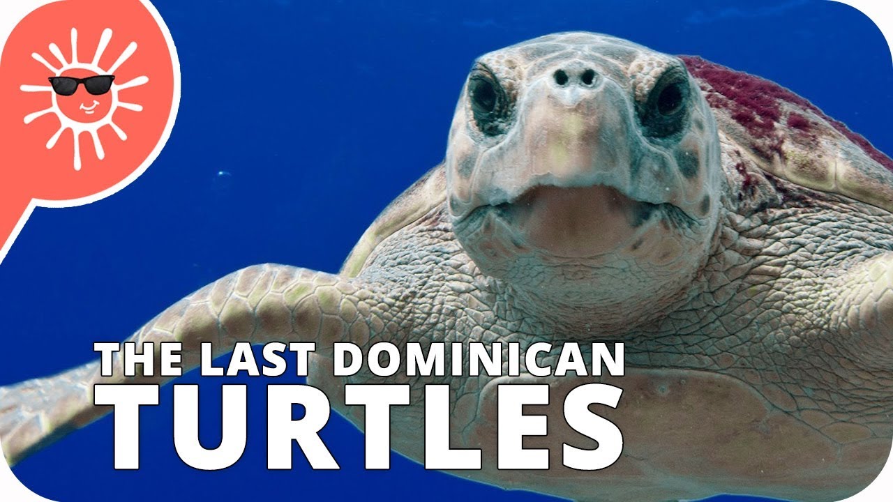 ⁣The Last Dominican Turtles 