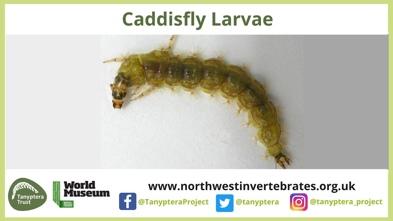 How Do You Identify Caddisfly Larvae?