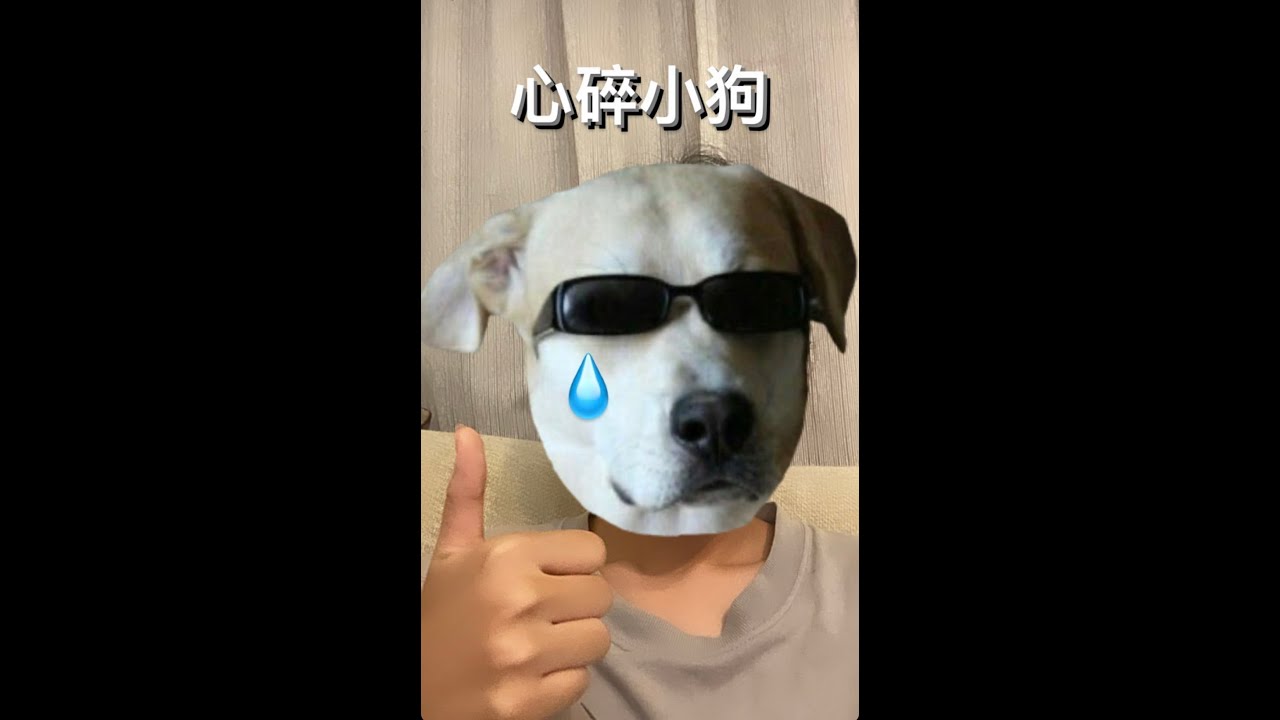 心碎小狗 (with. @peterlin2313 )