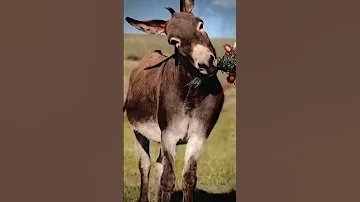 لية بشوف الكل شكلك 