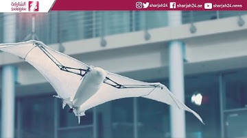 Bionic flying fox shows off its aerial agility