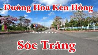 Hành Trình Từ Sóc Trăng Đến Đường Hoa Kèn Hồng - Trà Quýt Châu Thành | Cảm Nhận Cuộc Sống | #150