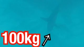 100kg超えのサメが迫ってきた…【衝撃映像】【シャークアタック】【shark atta