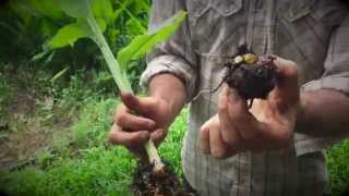Turmeric, Soil Grown Medicine