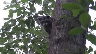 Raccoon in Canada