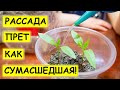 Простые Аптечные средства - ВИТАМИННАЯ БОМБА! 100% ПОДКОРМКА ДЛЯ РАССАДЫ!!!