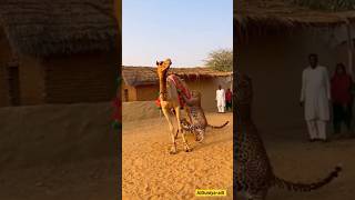 Two Leopards Ambush Camel in Desert Village | REAL Indian Wildlife Moment