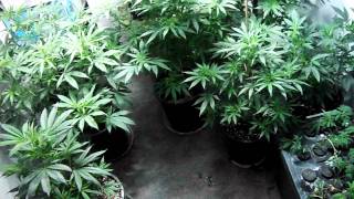 week 6 of flower n vegg plants
