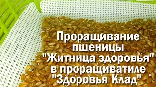 Проращивание пшеницы &quot;Житница здоровья&quot; в проращиватиле &quot;Здоровья Клад&quot; - Видео от Photographer Retoucher