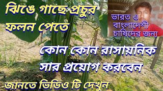 ঝিঙে গাছে সার প্রয়োগ, ঝিঙে চাষে সার প্রয়োগ,Apply fertilizer to squid,
