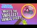 Colossal Questions Quiz