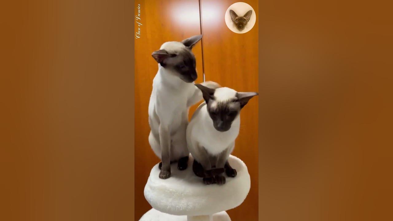 There can only be one at the top!!! 😂😮😂 cats on scratching post
