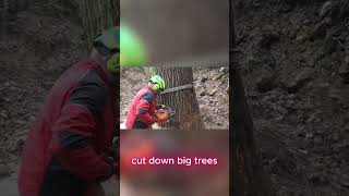 Cut Down Big Trees