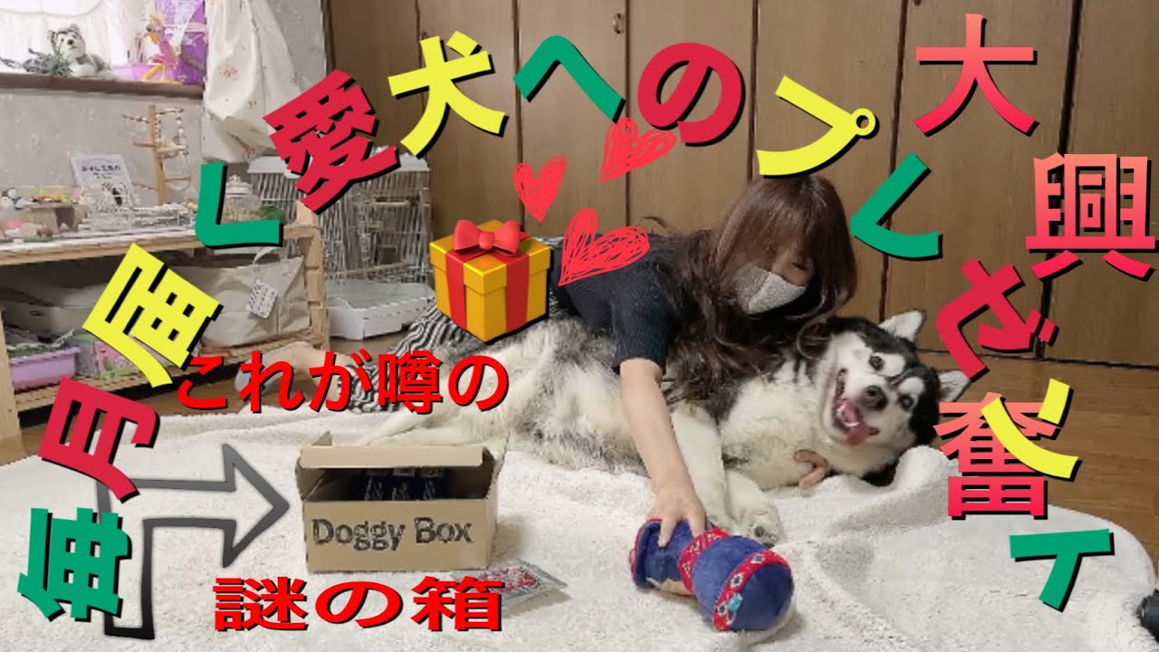 愛犬に毎月届くプレゼントって何 Doggy Box Youtube