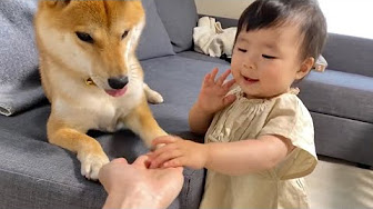 柴犬りんご郎 くるみちゃん Youtube