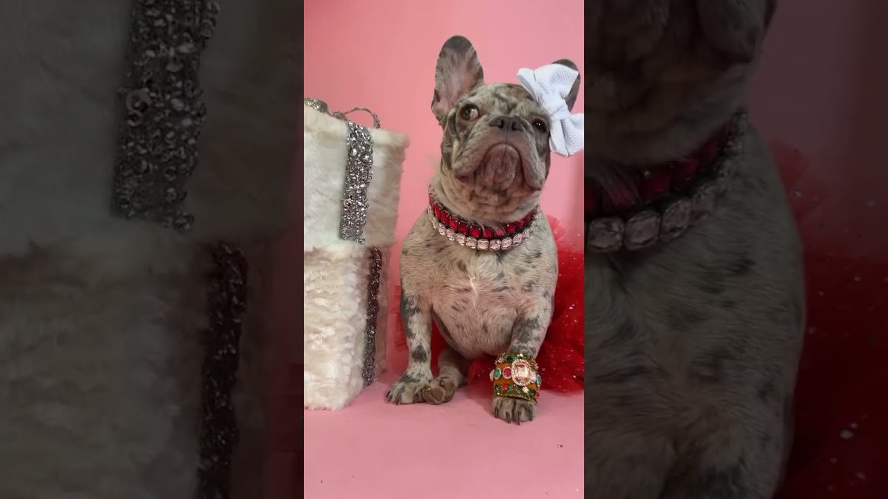 LUXURY Dog Accessories at AFFORDABLE Prices‼️💖🔥🎄🦴🎁 