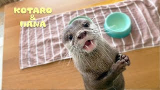 カワウソコタローとハナ　アップでかわいい！おやつをもらった時の嬉しそうな顔　Otter Kotaro&Hana Enjoying Snack Time