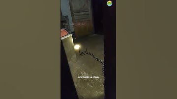 😱 Hai Rắn Cạp Nia Tử Chiến Ngay Trong Nhà Dân – Cảnh Tượng Kinh Hoàng! 🐍🏠🔥