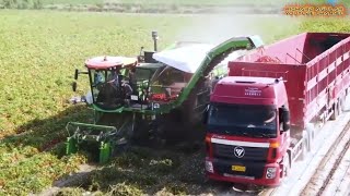 Most Abundant Harvest! China&#39;s Modern Farming At Another Level