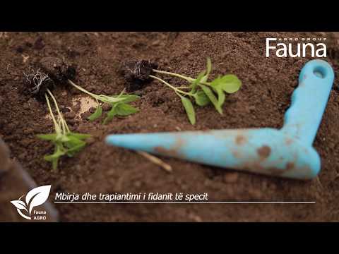 Video: Kujdesuni Për Fidanët E Specave Para Se Të Vjelni Dhe Vini Fidanë