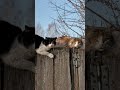 Eastern Euriopean Cats #4