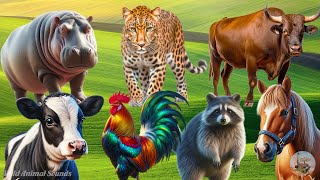 Happy Animal Farm Sounds: Hippopotamus, Raccoon, Horse, Cow, Cheetah, Buffalo - Cute Little Animals by Wild Animal Sounds 7,468 views 2 weeks ago 30 minutes