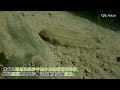 島讀河溪 潭緣及潭尾的棲地特性及生物組成 狹鰕虎細顆粒中濾食 島讀河溪 潭緣及潭尾的棲地特性及生物組成 狹鰕虎細顆粒中濾食