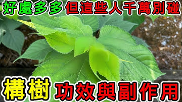 構樹的功效和副作用，構樹葉可以吃嗎？構樹茶怎麼煮？構樹不能和什么一起吃？什么人不能吃構樹？