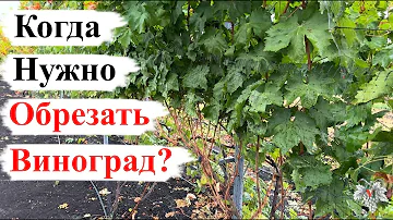 Когда НУЖНО ОБРЕЗАТЬ Виноград?