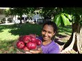 + UMA ETAPA CUMPRIDA NO SÍTIO- FIZ LEITE COM SIDREIRA-  CANUDO COM TALO DE MAMONA