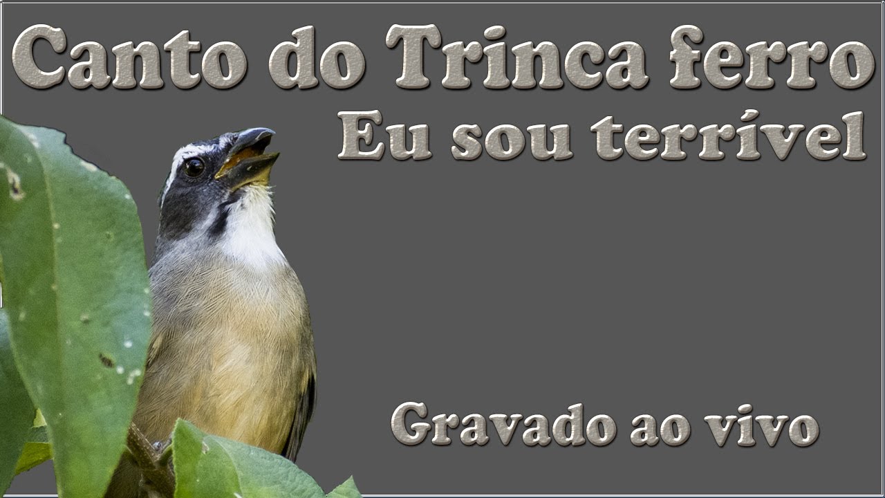 Canto De Trinca Ferro Eu Sou Terrível Trinca Ferro Canto Eu Sou Terrivel Gravado Ao Vivo Na Natureza Para Ensinamento De Filhotes Youtube