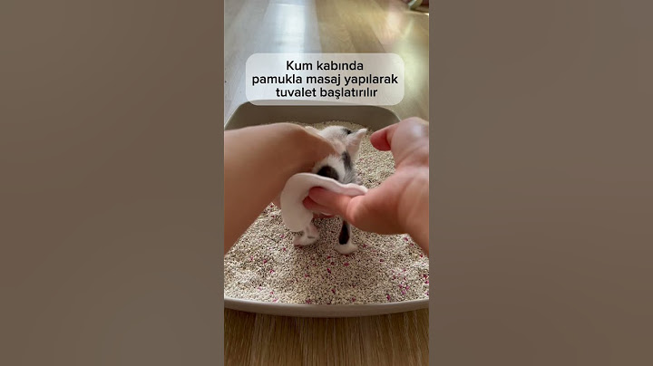 Bebek Kedilerde Tuvalet Eğitimi