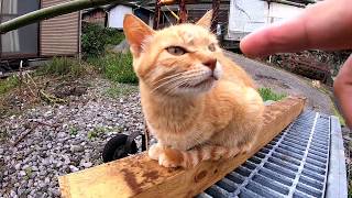 可愛過ぎる島の猫ちゃん達