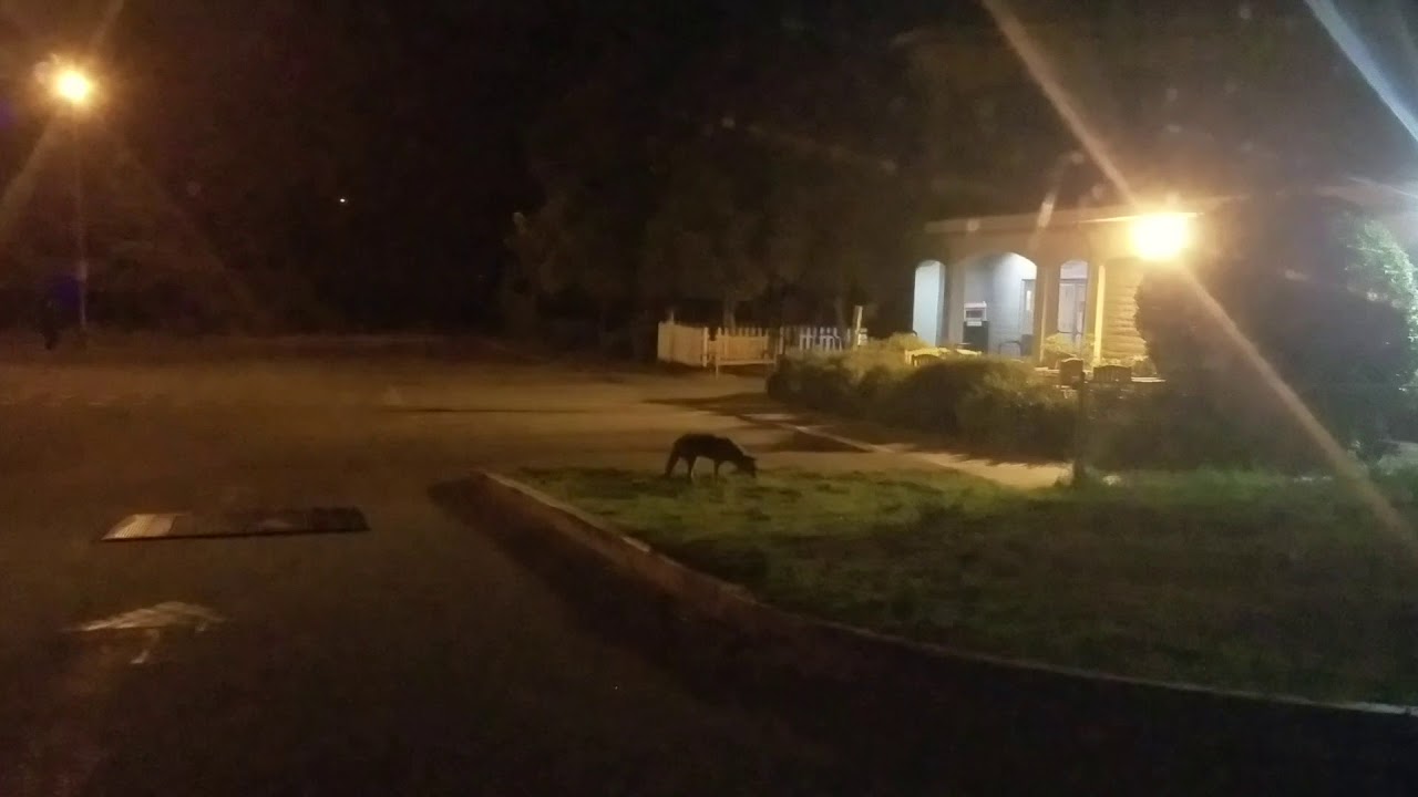Wild coyote in the Presidio
