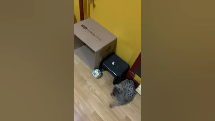 Watch the video about Savannah f2 et f6