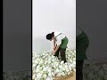 White Roses Baby's Breath Table Decorations Bouquets Wedding Props#flowerceiling#weddinginspiration