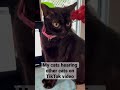 My cats hearing other cats on a TikTok video! #shorts #cats #funnyshorts