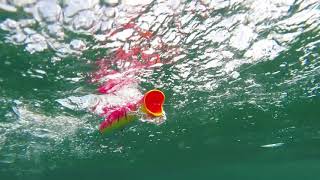 How Lures Swim: Halco Roosta Popper