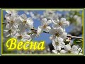 Весна. Цветы рождаются на свет...