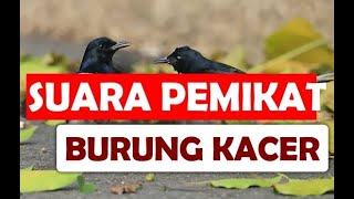Suara Pemikat Burung Kacer Burung Murai Hitam Putih