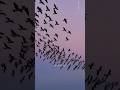 Murmuration Explained in Hindi | Amazing Bird Phenomenon