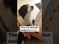 Only Border Collie OWNERS Will Understand This ÔÿØ Å Only Border Collie OWNERS Will Understand This ÔÿØ Å