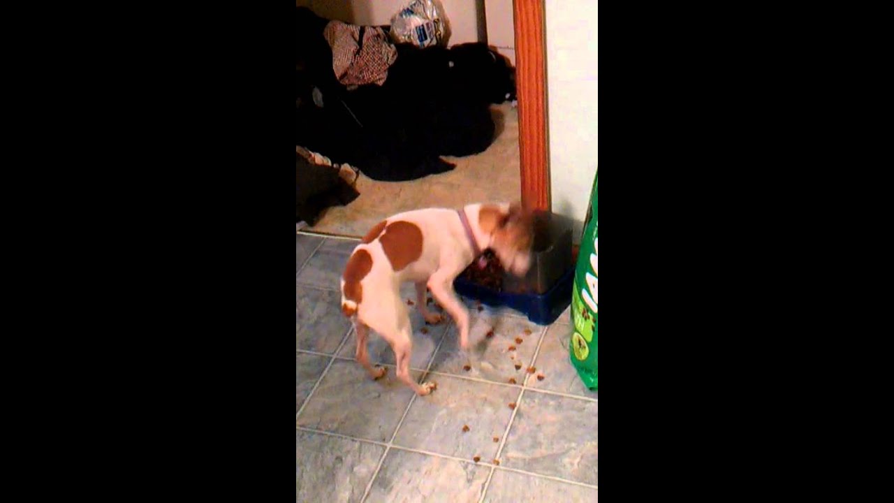 puppy dog picky eater - YouTube