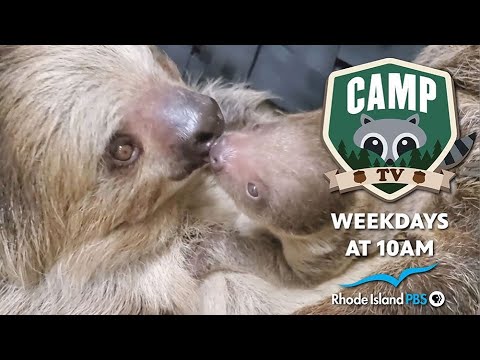 Meet Baby Beany the Sloth