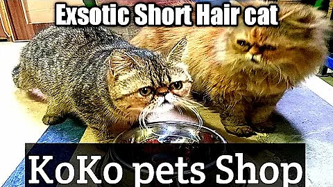 Video 6802931: persian cat pets, doll face persian cat, punch face cat, cat hair
