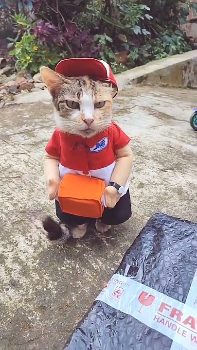 Kucing Antar Paket